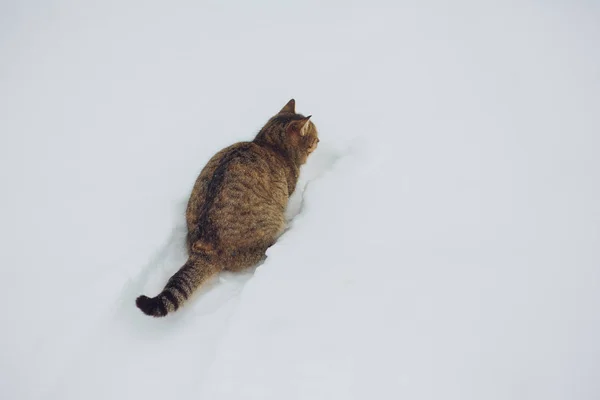 Gato Tabby Cinza Engraçado Com Olhos Amarelos Andando Neve Profunda — Fotografia de Stock