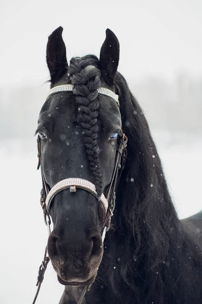 Friesenhengst Läuft Winterfeld Pferd — Stockfoto