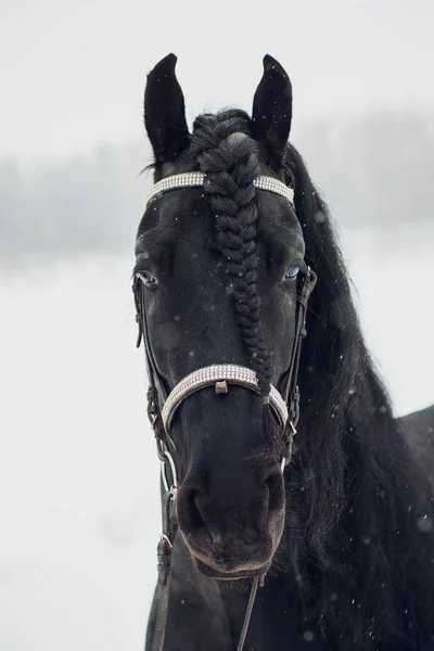 Semental Frisón Corriendo Campo Invierno Caballo —  Fotos de Stock