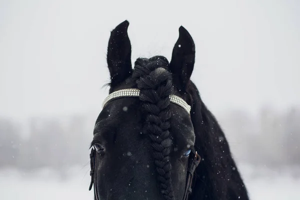 Friesian Stallion Running Winter Field Horse — Stock Photo, Image