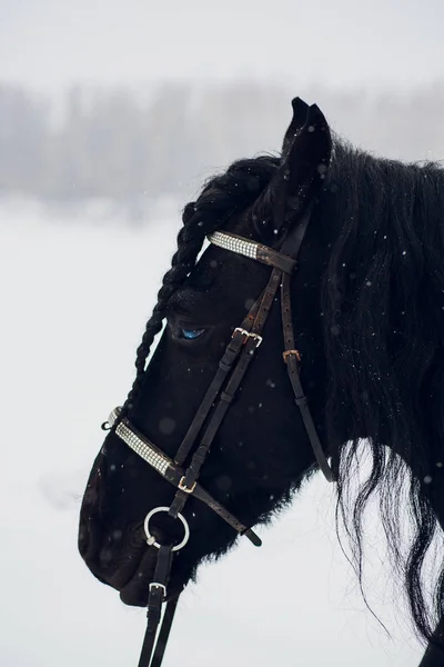 Friesenhengst Läuft Winterfeld Pferd — Stockfoto