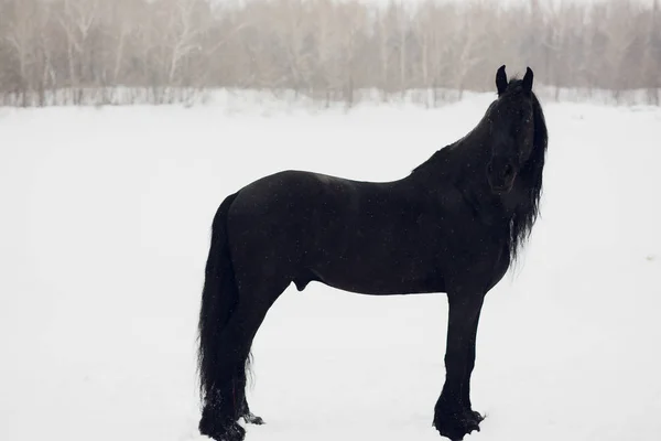 Garanhão Frísio Correndo Campo Inverno Retrato Cavalo Sem Munição — Fotografia de Stock