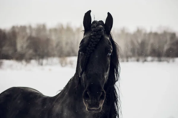 Garanhão Frísio Correndo Campo Inverno Retrato Cavalo Sem Munição — Fotografia de Stock