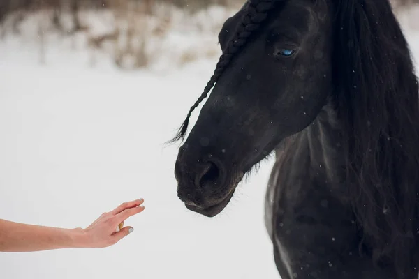 Etalon Frison Courant Dans Champ Hiver Cheval Cavalier Nourrit Sucre — Photo