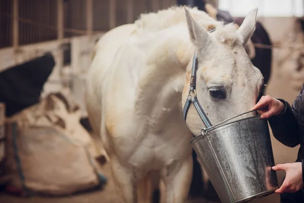 Cavalo Tersky Foi Deduzido Nos Tempos Segunda Guerra Mundial Fatos — Fotografia de Stock