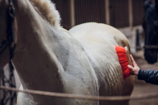 Cavalo Tersky Foi Deduzido Nos Tempos Segunda Guerra Mundial Fatos — Fotografia de Stock