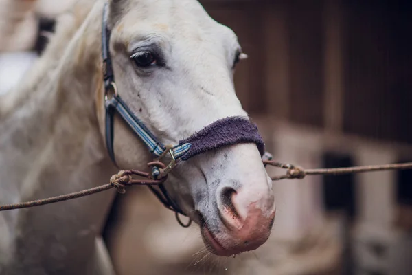 Tersky Horse Deduced Times World War Gray Suits White Horse — Stock Photo, Image