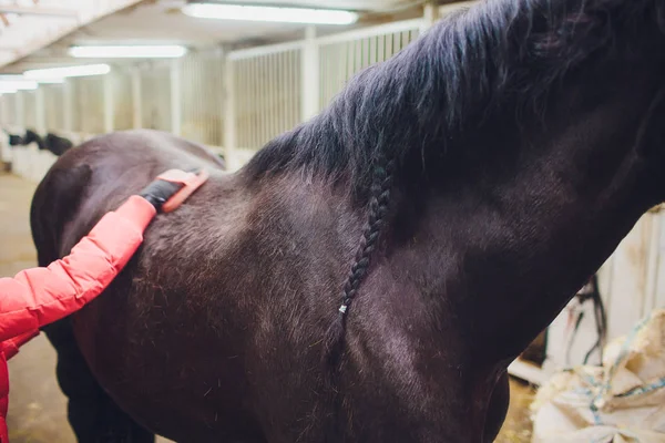 Cavaleiro Mestre Mulher Acariciando Grooming Cavalo Preto — Fotografia de Stock