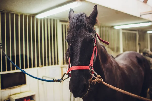 Anglo-arabian racehorse watching horse in the stables