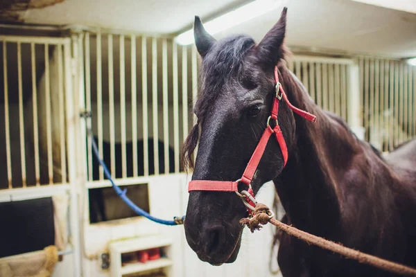 Cavalo Corrida Anglo Árabe Observar Cavalos Nos Estábulos — Fotografia de Stock