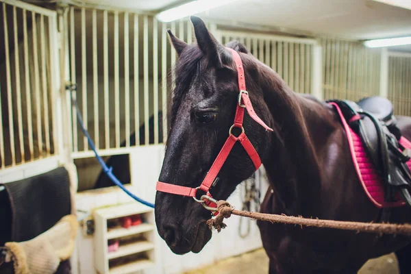 Cavalo Negro Friesiano Estábulo Deslocados Nos Países Baixos — Fotografia de Stock