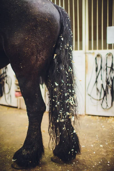 Joven Es Peinar La Crin Del Caballo En El Establo Foto de stock y más banco  de imágenes de 2529 años  2529 años 3034 años Actividad física   iStock