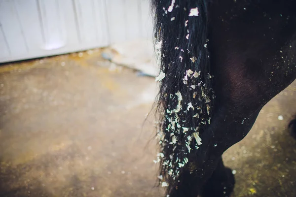 Cavaleiro Mestre Mulher Acariciando Grooming Cavalo Preto — Fotografia de Stock