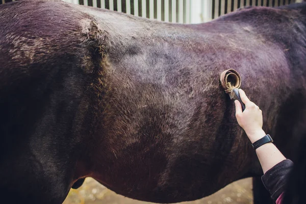 sevecen ve damat siyah at binici ana kadın.