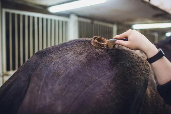 Lovas Mester Asszony Simogató Black Horse Ápolás — Stock Fotó