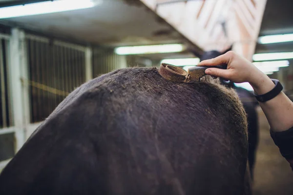 Cavaleiro Mestre Mulher Acariciando Grooming Cavalo Preto — Fotografia de Stock