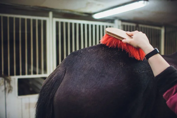 Cavaleiro Mestre Mulher Acariciando Grooming Cavalo Preto — Fotografia de Stock