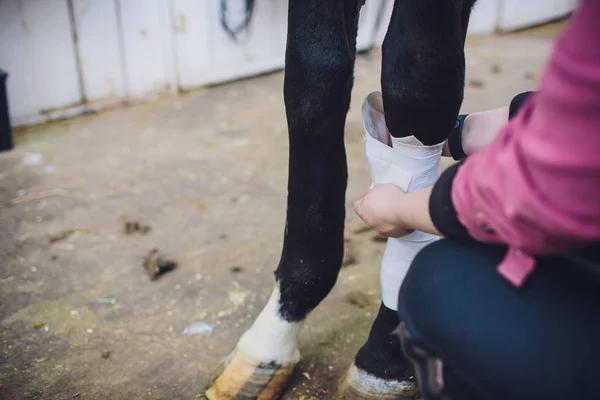 Kız Beyaz Bandaj Ahırın Safkan Kahverengi Bacaklarına Koyarak — Stok fotoğraf