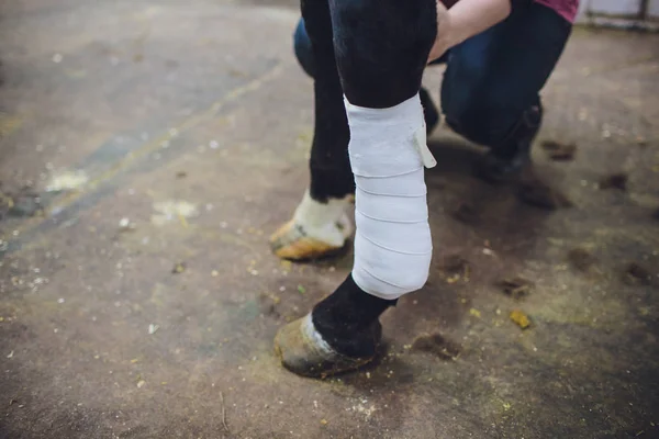 Kız Beyaz Bandaj Ahırın Safkan Kahverengi Bacaklarına Koyarak — Stok fotoğraf