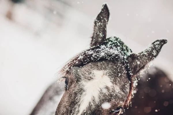 Caballo Inglés Orlov Trotter Desvío Del Caballo Carreras Inglés Día — Foto de Stock