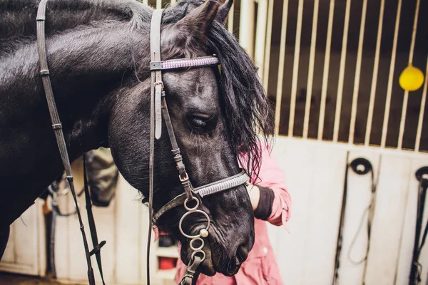 Friesian 在荷兰流离失所 黑马打哈欠 看起来像他笑 — 图库照片