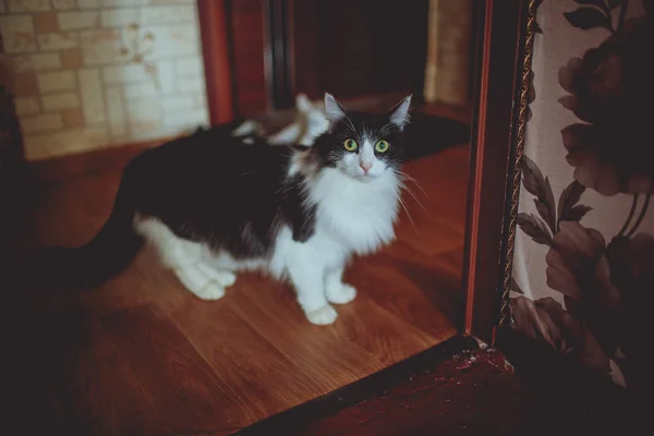 Симпатичный кот с домом хозяина, крупный план — стоковое фото