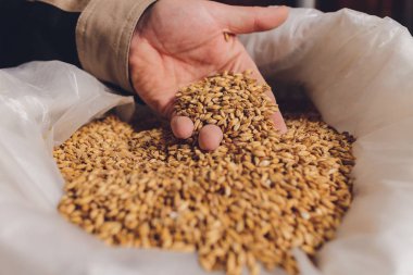 Soya fasulyesi tohumu tutan bir çiftçiyi kolla. Sağlıklı organik ürün.