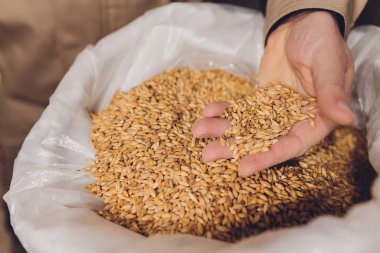 Soya fasulyesi tohumu tutan bir çiftçiyi kolla. Sağlıklı organik ürün.