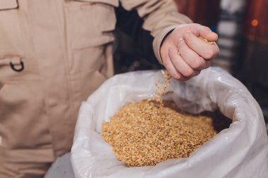 Soya fasulyesi tohumu tutan bir çiftçiyi kolla. Sağlıklı organik ürün.