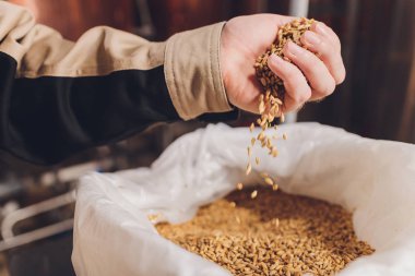 Soya fasulyesi tohumu tutan bir çiftçiyi kolla. Sağlıklı organik ürün.