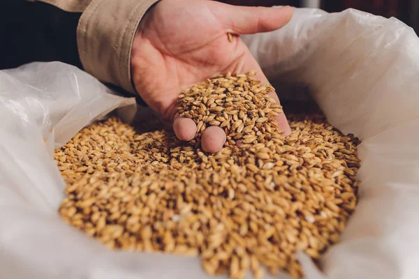 Soya fasulyesi tohumu tutan bir çiftçiyi kolla. Sağlıklı organik ürün.