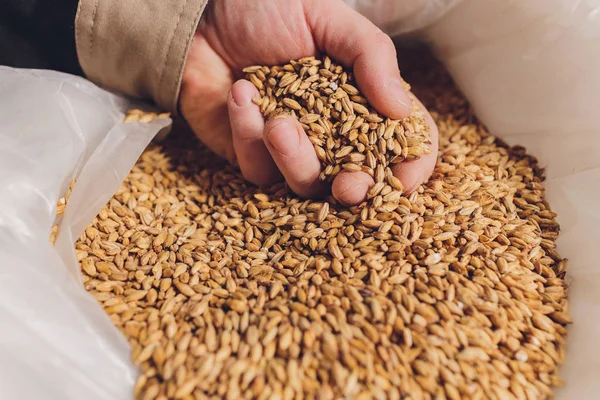 Colse vers le haut d'une main de fermiers tenant des graines de soja. Un produit biologique sain . — Photo