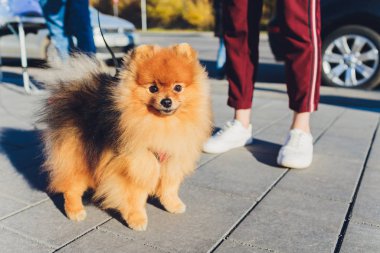 Bir sonbahar Park'ta yürüyordunuz sevimli dost spitz köpek.