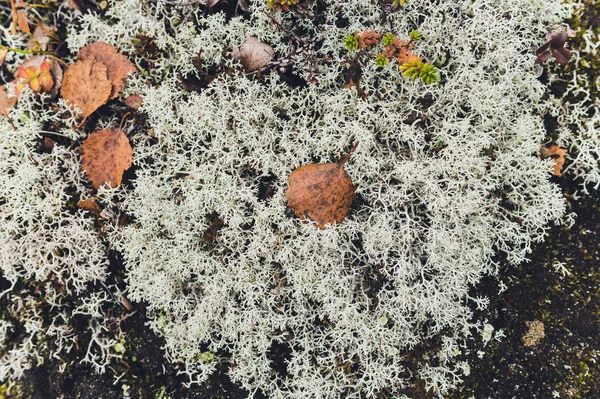 Líquenes árticos. Superfície de rocha com textura de líquen e musgo. Natureza cores fundo abstrato . — Fotografia de Stock