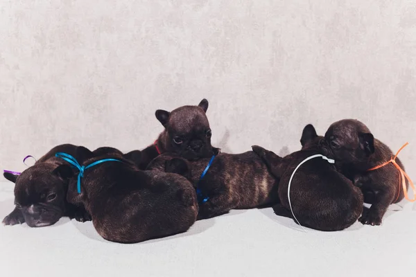 Французские щенки бульдога позируют щенок сидя и глядя в сторону . — стоковое фото