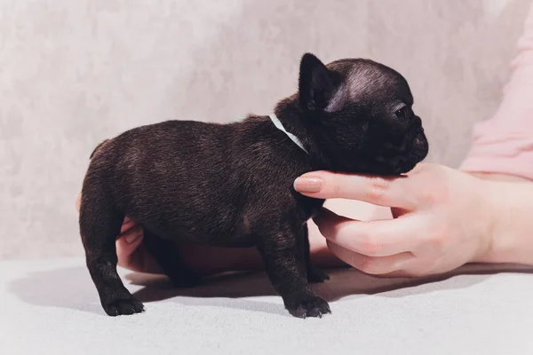 Francia bulldog ül nézi néző gondolkodás fehér háttér. — Stock Fotó