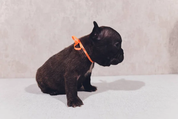 Bulldog francese seduto a guardare spettatore con riflessione su sfondo bianco . — Foto Stock