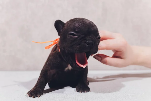 Bulldog francês sentado olhando para o espectador com reflexão sobre fundo branco . — Fotografia de Stock