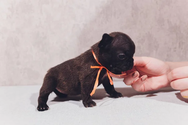 Francia bulldog ül nézi néző gondolkodás fehér háttér. — Stock Fotó