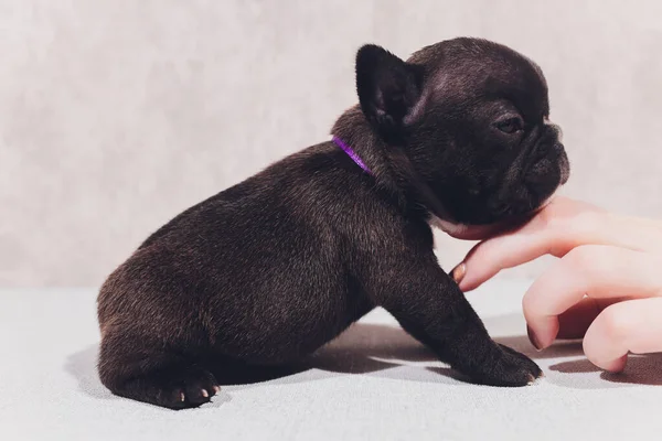 Bulldog francese seduto a guardare spettatore con riflessione su sfondo bianco . — Foto Stock