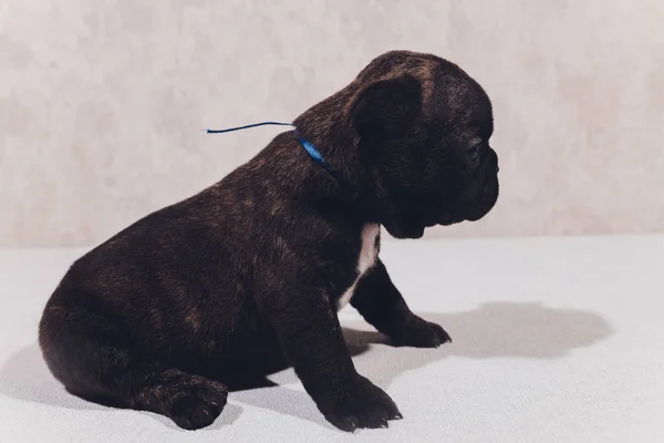 Bulldog francese seduto a guardare spettatore con riflessione su sfondo bianco . — Foto Stock