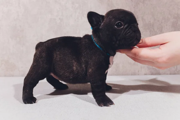 Bulldog francese seduto a guardare spettatore con riflessione su sfondo bianco . — Foto Stock