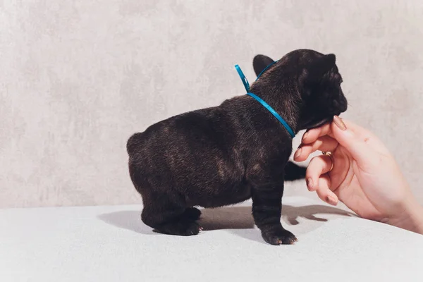 Fransk bulldog sitter tittar på viewer med reflektion på vit bakgrund. — Stockfoto