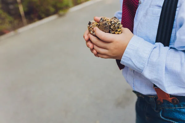 Primer plano de la mano de los niños sosteniendo un cono de pino con un fondo borroso natural. Niña sostiene cono en sus manos . — Foto de Stock