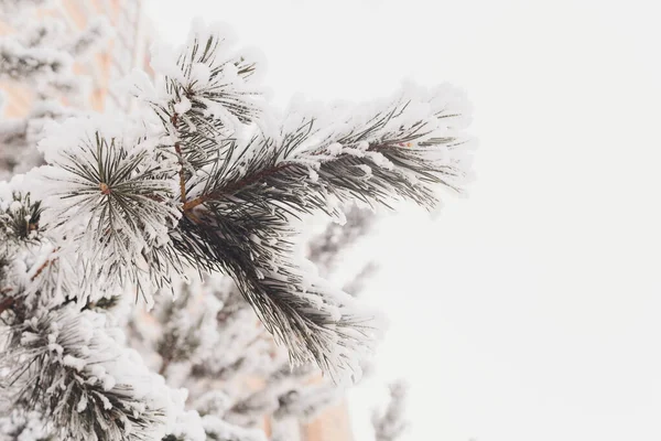 Christmas evergreen spruce tree with fresh snow on white.