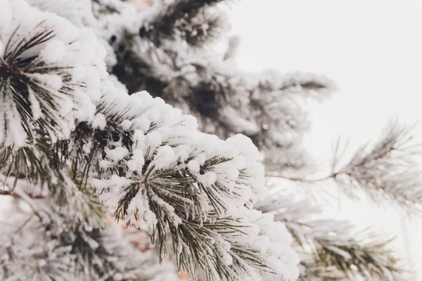하얀 눈이 덮인 크리스마스 상록수. — 스톡 사진