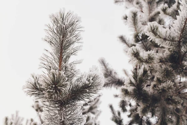 Christmas evergreen spruce tree with fresh snow on white.