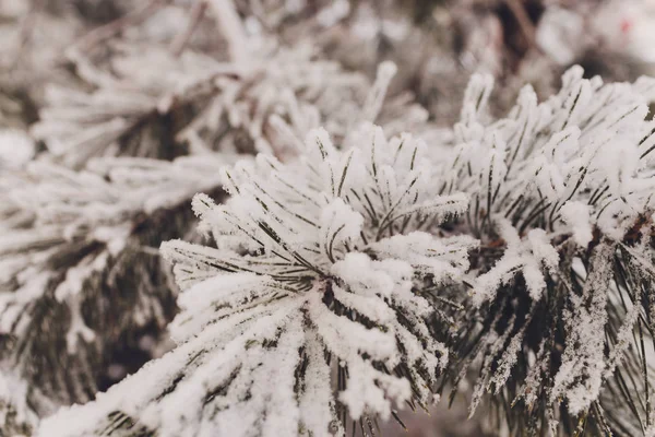 하얀 눈이 덮인 크리스마스 상록수. — 스톡 사진