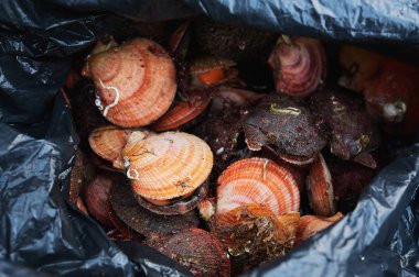 fresh raw quahog in the bag on ice,close up. clipart