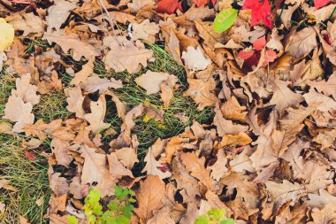 Yerde bir sürü sarı ve turuncu kuru yaprak var..